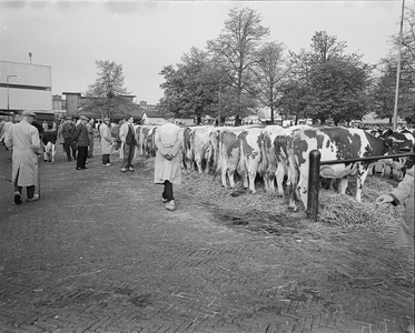 850386 Afbeelding van koeien en rondlopende veehandelaren, bij de Veemarkthal (Croeselaan) te Utrecht, kort voor de ...